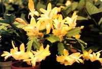 Yellow Schlumbergera Flower seeds for Planting - Garden Favorite, Heirloom & GMO Free Seeds for Home Garden
 
 Sale seeds for planting in home garden