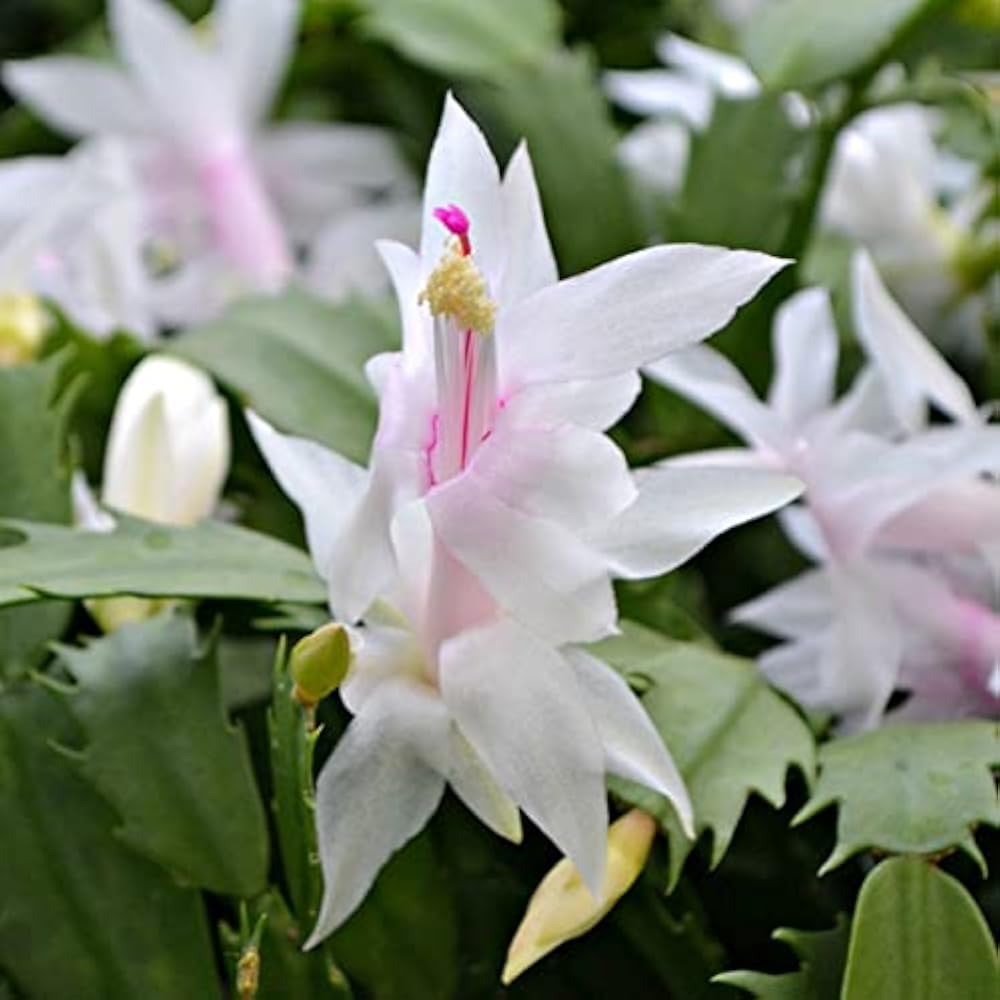 Zygocactus Schlumbergera Seeds - Seed for Thriving Indoor Cacti Growth