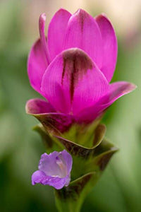 Purple Curcuma Flower seeds for Planting - Cut Flower Favorite, Heirloom & GMO Free Seeds for Home Garden