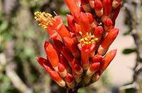 Ocotillo Fouquieria Splendens Flower seeds for Planting - Sun Loving, Heirloom & GMO Free Seeds for Home Garden
 
 Sale seeds for home garden
