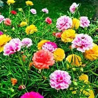 Portulaca Flower seeds for Planting - Drought Tolerant, Heirloom & GMO Free Seeds for Home Garden
 
 Sale for planting in home garden