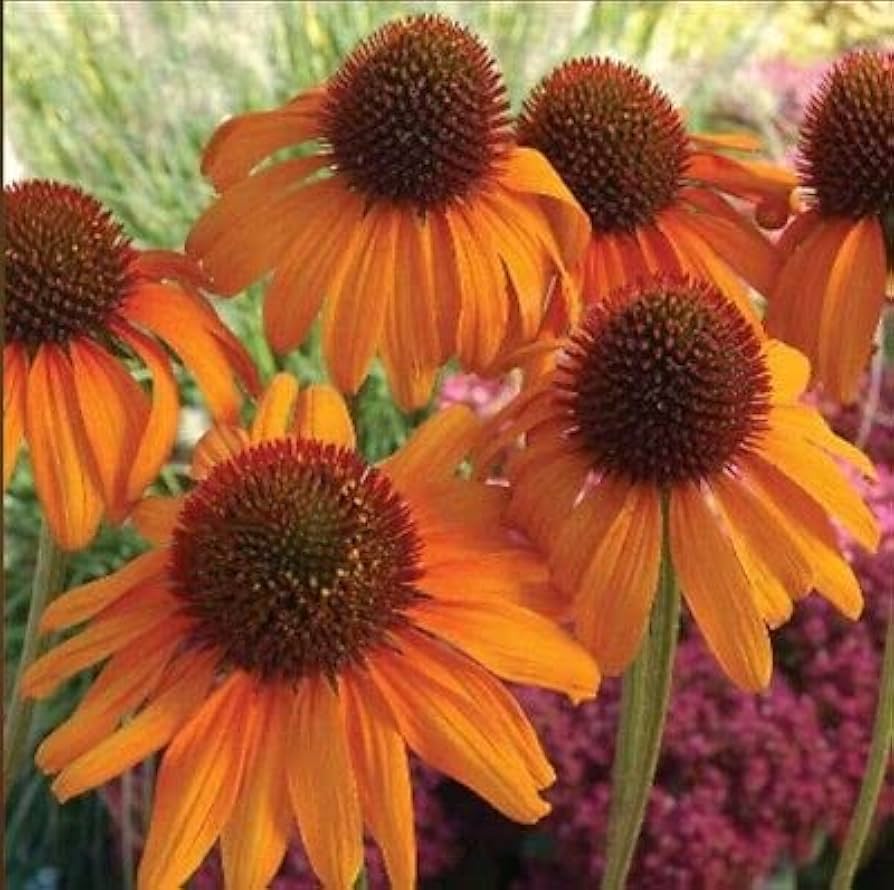 Orange Echinacea Flower seeds for Planting Pollinator Friendly Heirloom & GMO Free Seeds for Home Garden