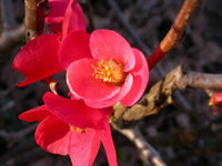 Red Quince Flower seeds for Planting - Shade Tolerant, Heirloom & GMO Free Seeds for Home Garden