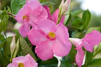 Light Pink Mandevilla Sanderi Flower Seeds for Planting Ideal for Home Garden GMO Free Seeds 
 
 Sale