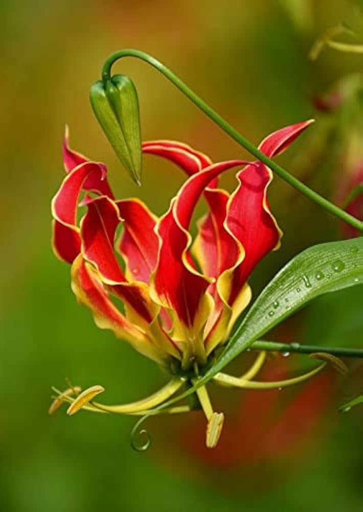 Flamme Lilien Flower seeds for Planting - Compact Growth, Heirloom & GMO Free Seeds for Home Garden