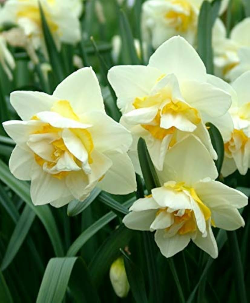 White Yellow Double Narcissus Flower Seeds for Planting Premium Quality Heirloom & GMO Free Seeds for Home Garden
 
 Sale