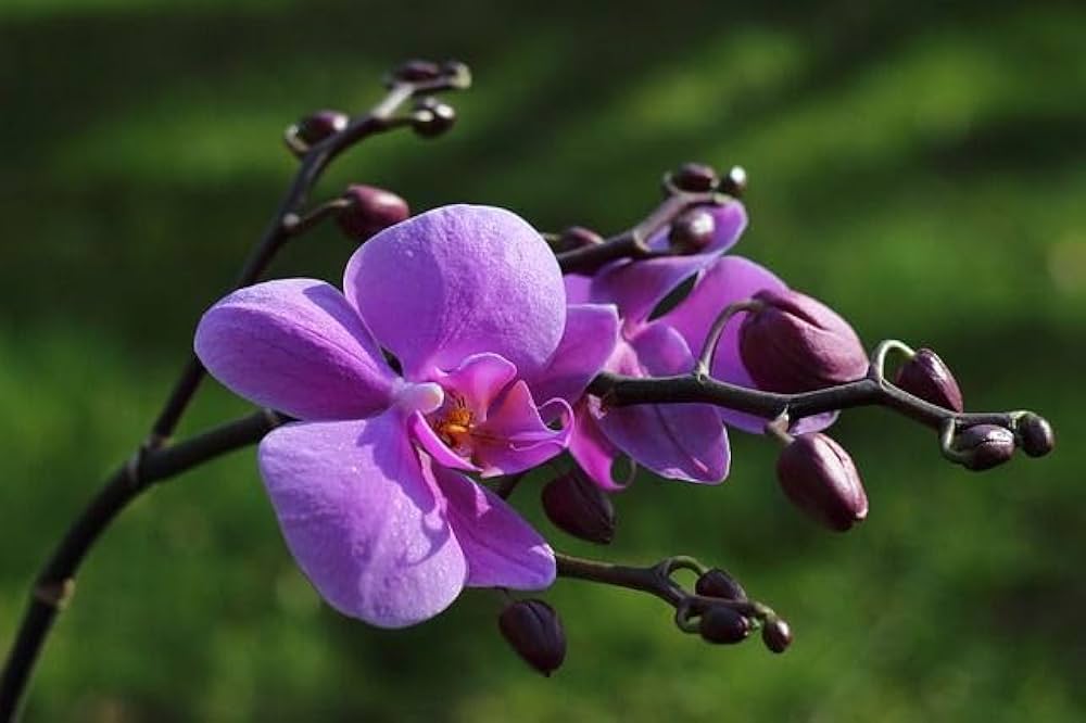 Violet Hydroponic Orchid Flower seeds for Planting - Bright Blooms, Heirloom & GMO Free Seeds for Home Garden
