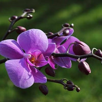 Butterfly Orchid Purple Flower seeds for Planting - Pollinator Friendly, Heirloom & GMO Free Seeds for Home Garden