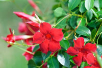 Mandevilla Red Sanderi Flower Seeds for Planting  Vibrant Climbing Blooms