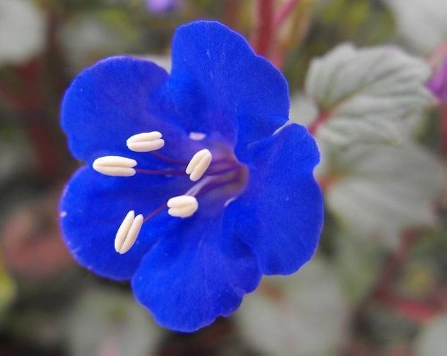 Blue Bell Flower seeds for Planting - Garden Favorite, Heirloom & GMO Free Seeds for Home Garden
