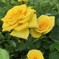 Deep Yellow Rose Flower seeds for Planting - Cut Flower Favorite, Heirloom & GMO Free Seeds for Home Garden