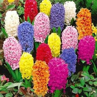 Hyacinthus Orientalis Flower seeds for Planting - Wildflower Mix, Heirloom & GMO Free Seeds for Home Garden