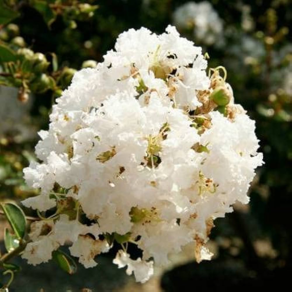 White Crepe Myrtle Flower seeds for Planting - Easy to Grow, Heirloom & GMO Free Seeds for Home Garden
