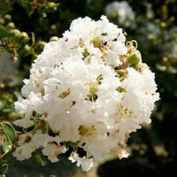 White Crepe Myrtle Flower seeds for Planting - Easy to Grow, Heirloom & GMO Free Seeds for Home Garden