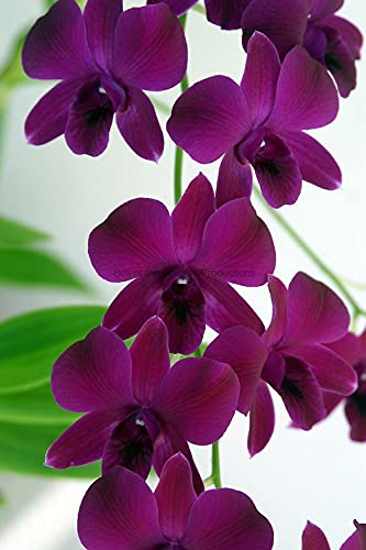 Dark Blue Dendrobium Flower seeds for Planting - Pollinator Friendly, Heirloom & GMO Free Seeds for Home Garden