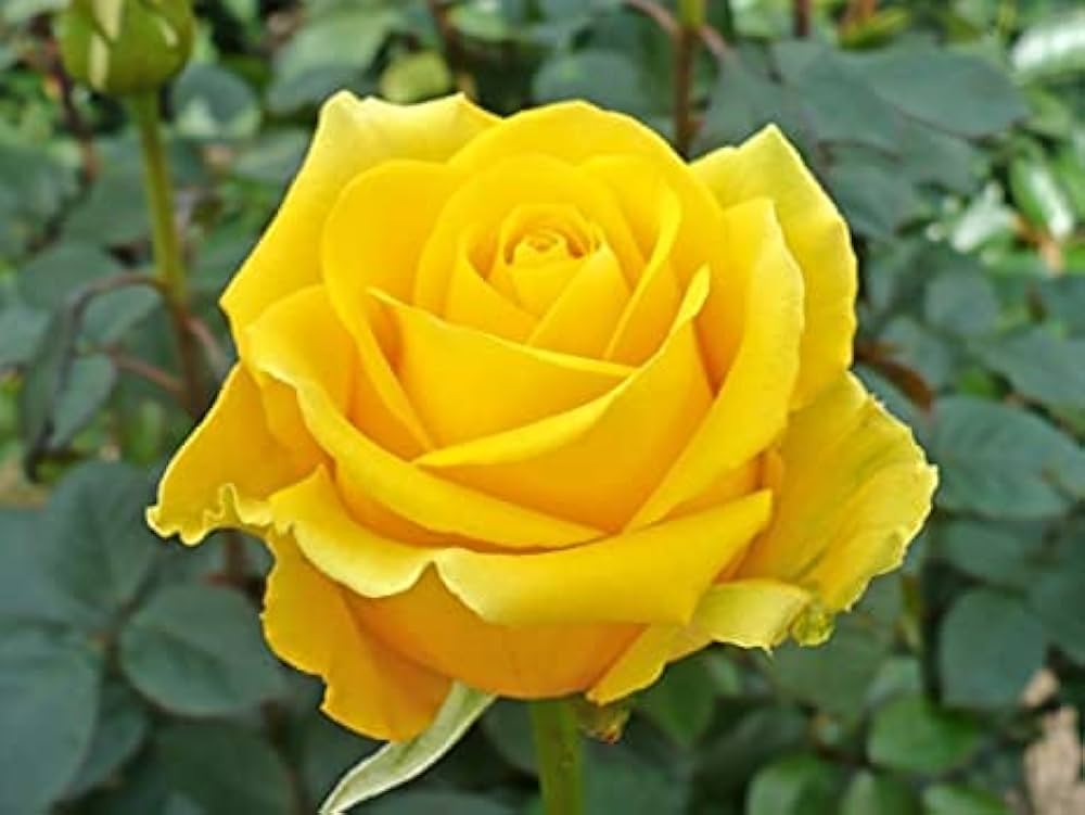 Heirloom Lemon Yellow Osiria Rose Flower Seeds for Planting Pollinator Friendly Heirloom & GMO Free Seeds for Home Garden 
 
 Sale