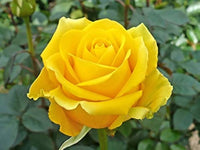 Heirloom Lemon Yellow Osiria Rose Flower Seeds for Planting Pollinator Friendly Heirloom & GMO Free Seeds for Home Garden 
 
 Sale
