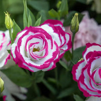 Pink White Eustoma Flower Seeds for Planting - Elegant Annual Blooms for Your Garden
