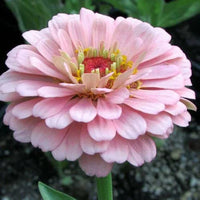 Light Pink Zinnia Flower seeds for Planting Bright Blooms Heirloom & GMO Free Seeds for Home Garden