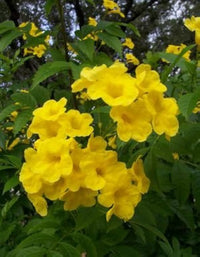 Yellow Ambizu Flower seeds for Planting - Colorful Display, Heirloom & GMO Free Seeds for Home Garden
 
 Sale