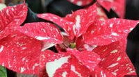 Red White Coleus Flower seeds for Planting Shade Tolerant Heirloom & GMO Free Seeds for Home Garden