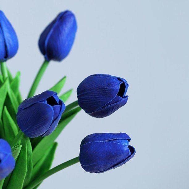Dark Blue Tulip Flower Seeds for Planting Shade Tolerant Heirloom & GMO Free Seeds for Home Garden
 
 Sale