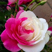 White Pink Rose Flower seeds for Planting Easy to Grow Heirloom & GMO Free Seeds for Home Garden 
 
 Sale