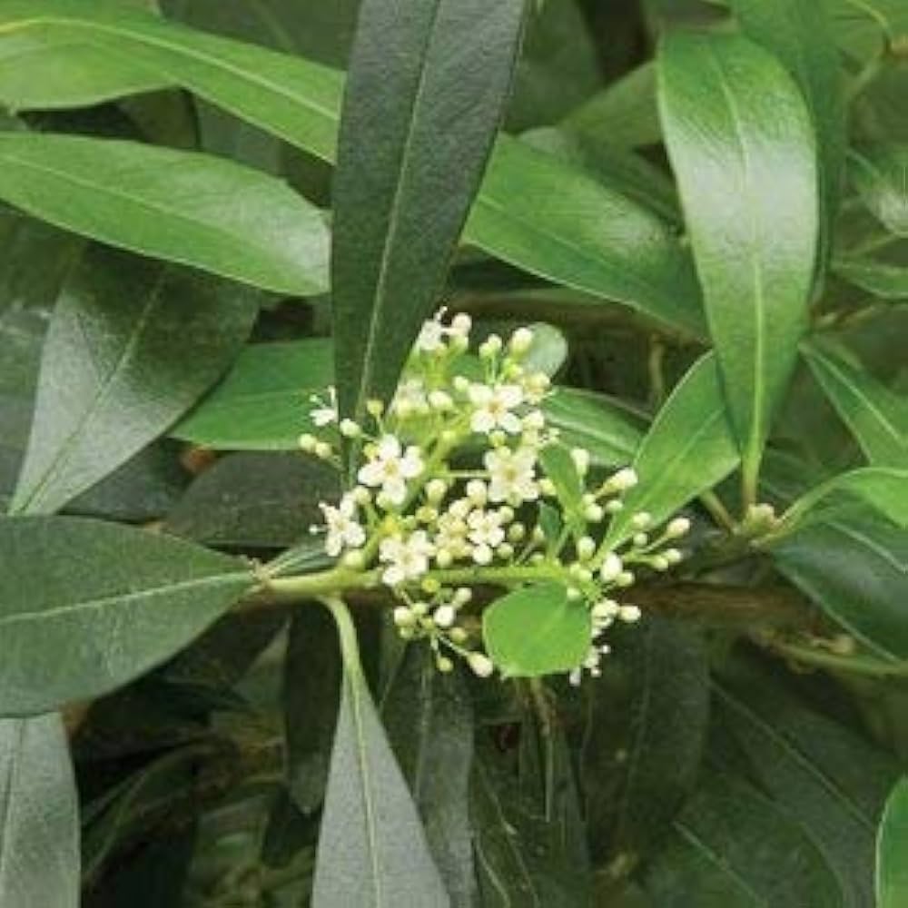 Ilex Paraguayensis Flower seeds for Planting - Sun Loving, Heirloom & GMO Free Seeds for Home Garden