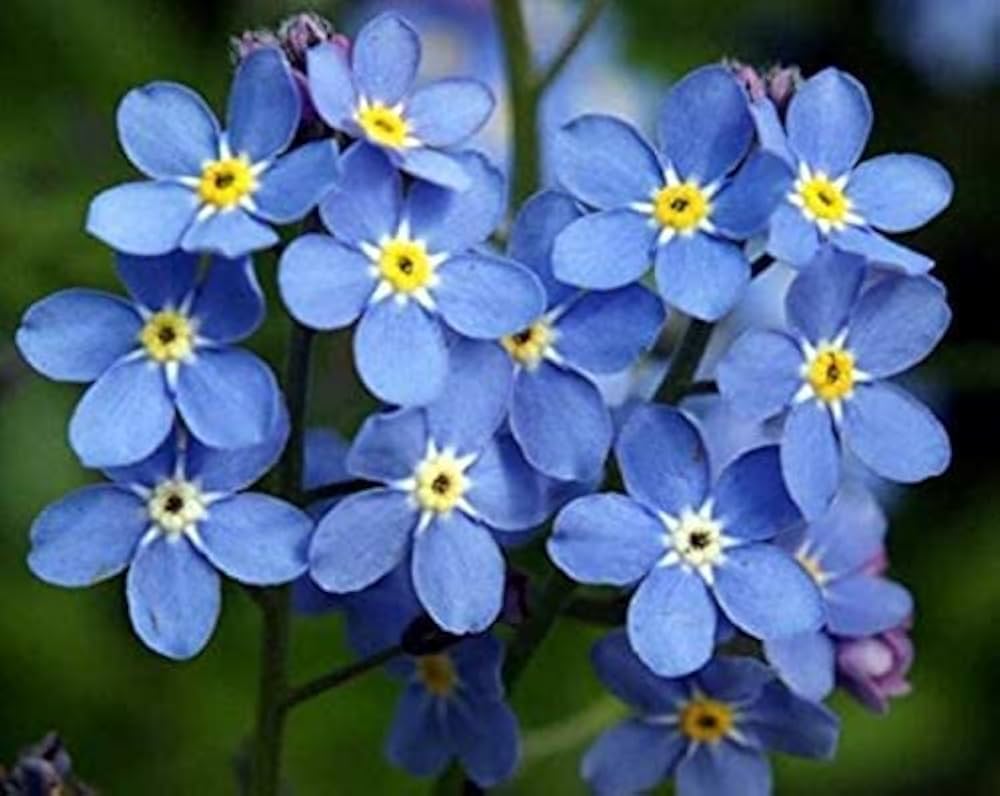 Blue Alpine Forget me not Flower Seeds or Heavenly Hybrid-MYOSOTIS ALPESTRIS/Pure Flower seeds for Planting - Premium Quality, Heirloom GMO Free See