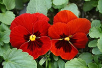 Pansy Viola x wittrockiana Alpenglow Seeds for Planting flower bed balcony garden