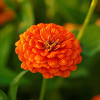 Orange Anthemoides Flower seeds for Planting - Colorful Display, Heirloom & GMO Free Seeds for Home Garden