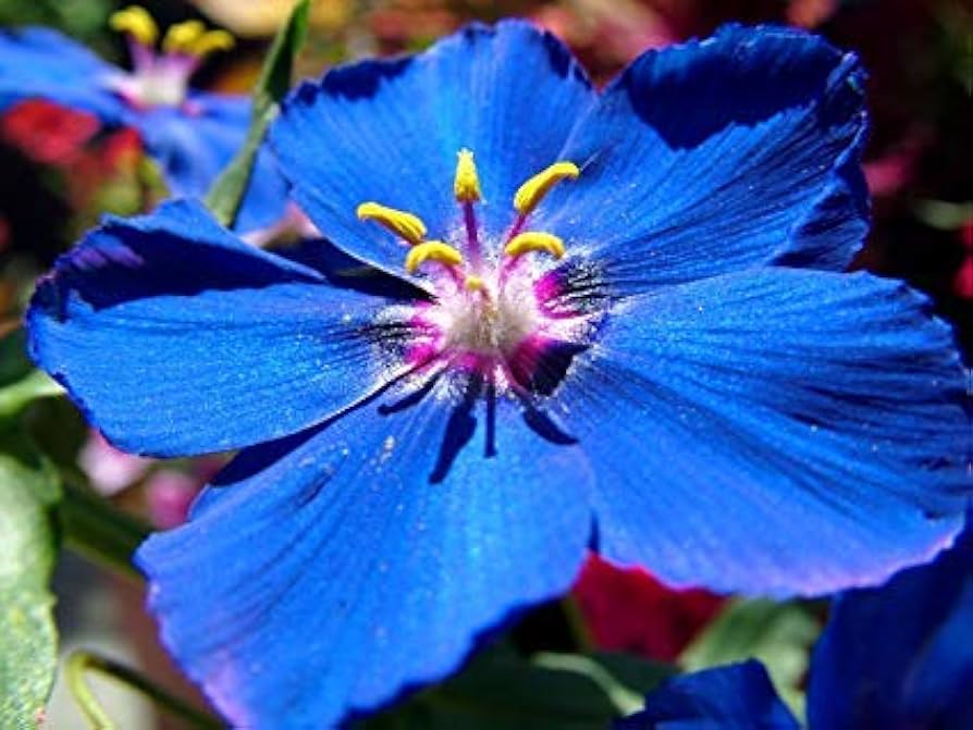 Blue Pimpernel Flower seeds for Planting - Cut Flower Favorite, Heirloom & GMO Free Seeds for Home Garden