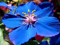 Blue Pimpernel Flower seeds for Planting - Cut Flower Favorite, Heirloom & GMO Free Seeds for Home Garden