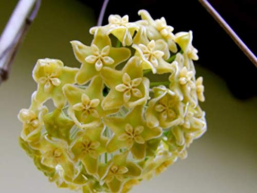 Lime Green Hoya Flower Seeds for Planting Pollinator Friendly Heirloom & GMO Free Seeds for Home Garden
 
 Sale