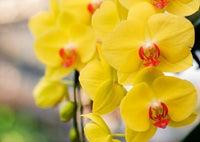 Red Yellow Phalaenopsis Orchid Flower Seeds for Planting Vibrant Colors Heirloom & GMO Free Seeds for Home Garden
 
 Sale