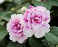 Violet White Geraniums Flower Seeds for Planting Shade Tolerant Heirloom & GMO Free Seeds for Home Garden
 
 Sale