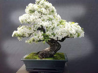 White Simsii Bonsai Flower seeds for Planting Drought Tolerant Heirloom & GMO Free Seeds for Home Garden