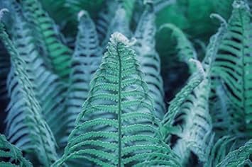 Blue Fern for Planting heirloom & Non GMO Seeds Colorful Display Heirloom & GMO Free Seeds for Home Garden
Sale
