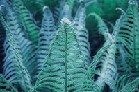 Blue Fern for Planting heirloom & Non GMO Seeds Colorful Display Heirloom & GMO Free Seeds for Home Garden
 
 Sale