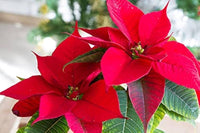 Red Green Poinsettia Flower seeds for Planting Rich Fragrance Heirloom & GMO Free Seeds For Home Garden 
 
 Sale