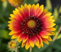 Gaillardia Flower seeds for Planting Vibrant Colors Heirloom & GMO Free Seeds for Home Garden