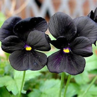 Black Pansy Halloween Flower Seeds for Unique Garden Decoration