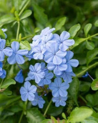 Plumbago Flower seeds for Planting Sun Loving Heirloom & GMO Free Seeds for Home Garden 
 
 Sale