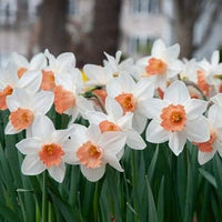 Light Yellow Red Double Petals Pink Daffodils Seeds for Planting Wildflower Mix Heirloom & GMO Free Seeds for Home Garden
 
 Sale
