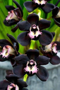 Black Orchid Flower seeds for Planting - Seasonal Bloomer, Heirloom & GMO Free Seeds for Home Garden
 
 Sale