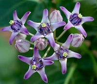 Gigantea Flower seeds for Planting - Low Maintenance, Heirloom & GMO Free Seeds for Home Garden