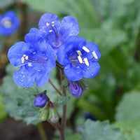 Blue Bell Flower seeds for Planting - Garden Favorite, Heirloom & GMO Free Seeds for Home Garden