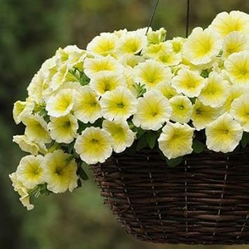 Yellow & White Heirloom Petunia Flower seeds for Planting - Bright Blooms, Heirloom & GMO Free Seeds for Home Garden
 
 Sale seeds for planting in home garden