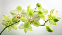 Light Green Orchid Flower Seeds for Planting – Easy to Grow Heirloom & NonGMO Seeds for Home Garden
 
 Sale