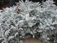 Cineraria Maritima Flower seeds for Planting, Bright Blooms Heirloom & GMO Free Seeds for Home Garden